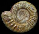 Wide Jurassic Ammonite Fossil - Madagascar #59613-3